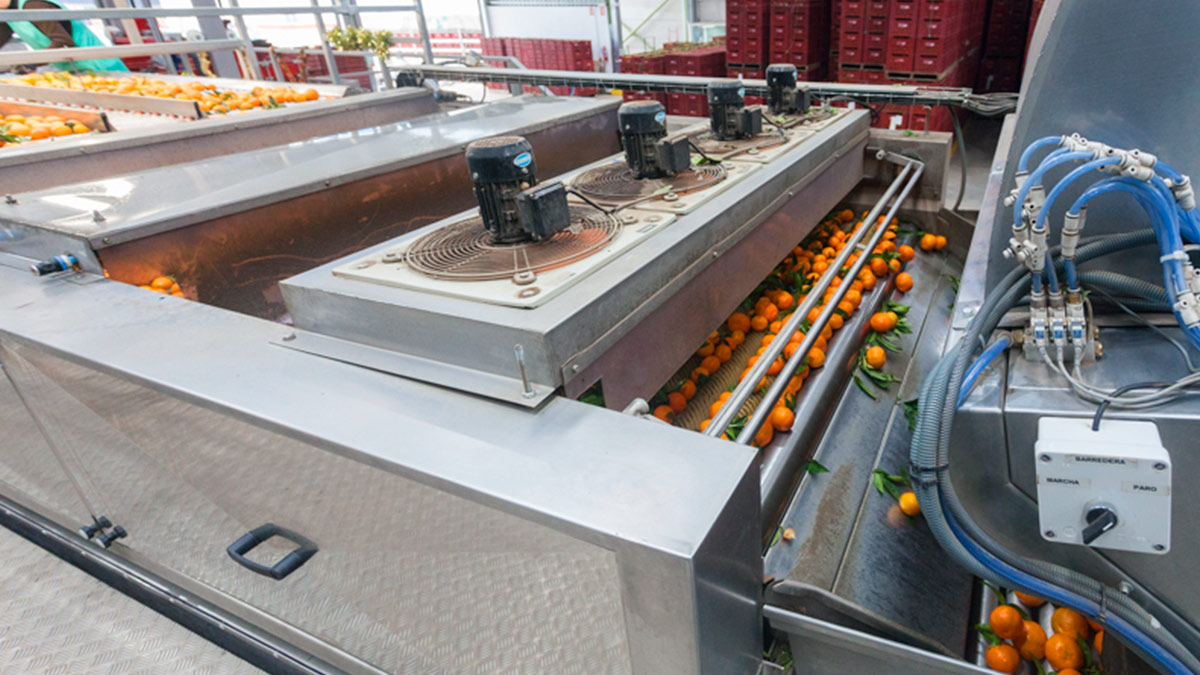 industrial conveyor belt fruit washer